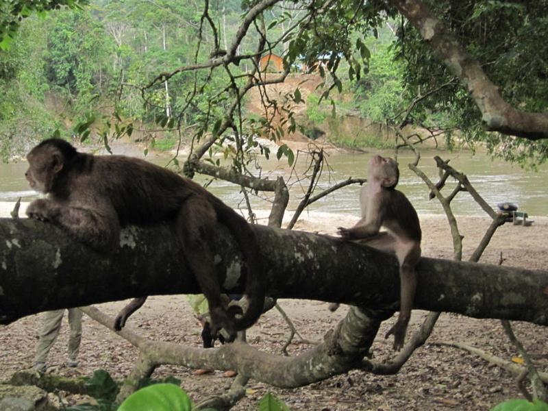 Grand Selva Lodge & Tours Tena Dış mekan fotoğraf